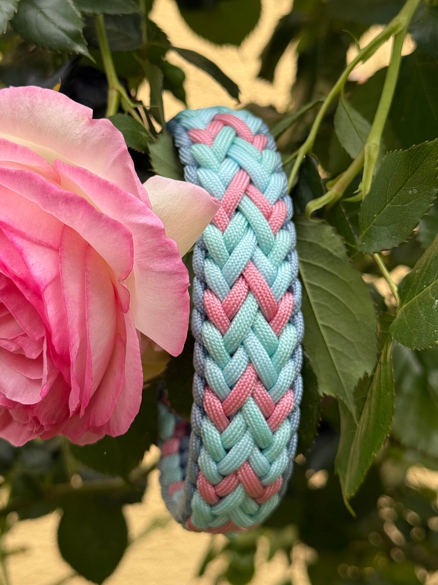Rosa