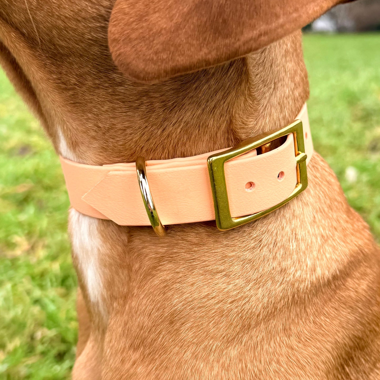 Biothane-Halsband