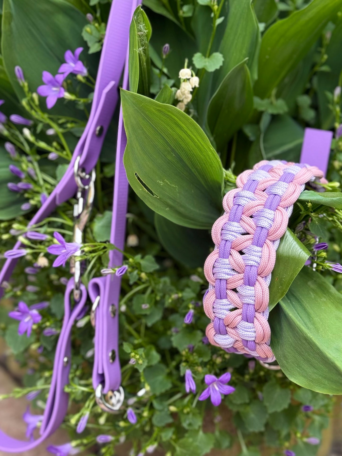 Lavanda